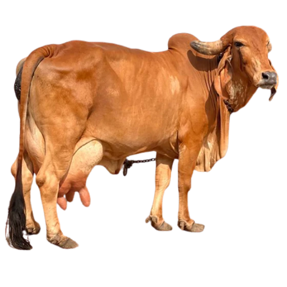 Sahiwal Cow