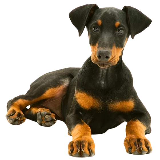 DOBERMANN